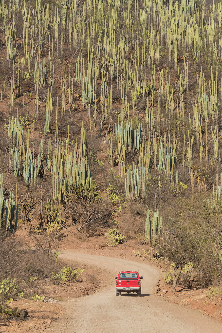 reserva-tehuacan-cuicatlan-puebla