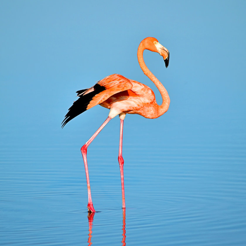 Pink flamingo Celestun
